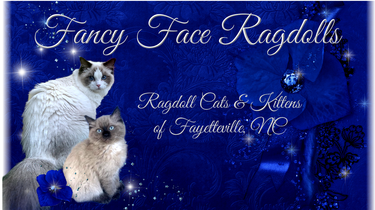 Fancy Face Ragdolls of Fayetteville NC