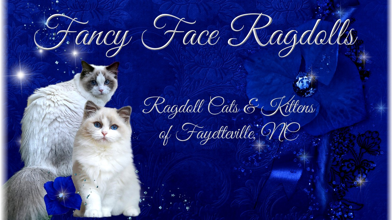 Available Ragdoll kitten Fayetteville NC