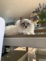 Traditional blue mitted ragdoll queen