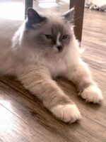 Traditional blue mitted ragdoll queen