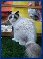 Available Ragdoll kitten Fayetteville NC