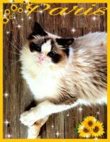 Available Ragdoll kitten Fayetteville NC