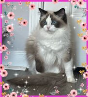 Available Ragdoll kitten Fayetteville NC