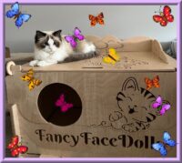 Available Ragdoll kitten Fayetteville NC