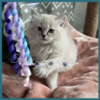 Available Ragdoll kitten Fayetteville NC
