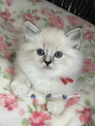 Front page kitten 1_5-19-23